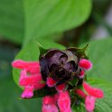 Salvia species (2)